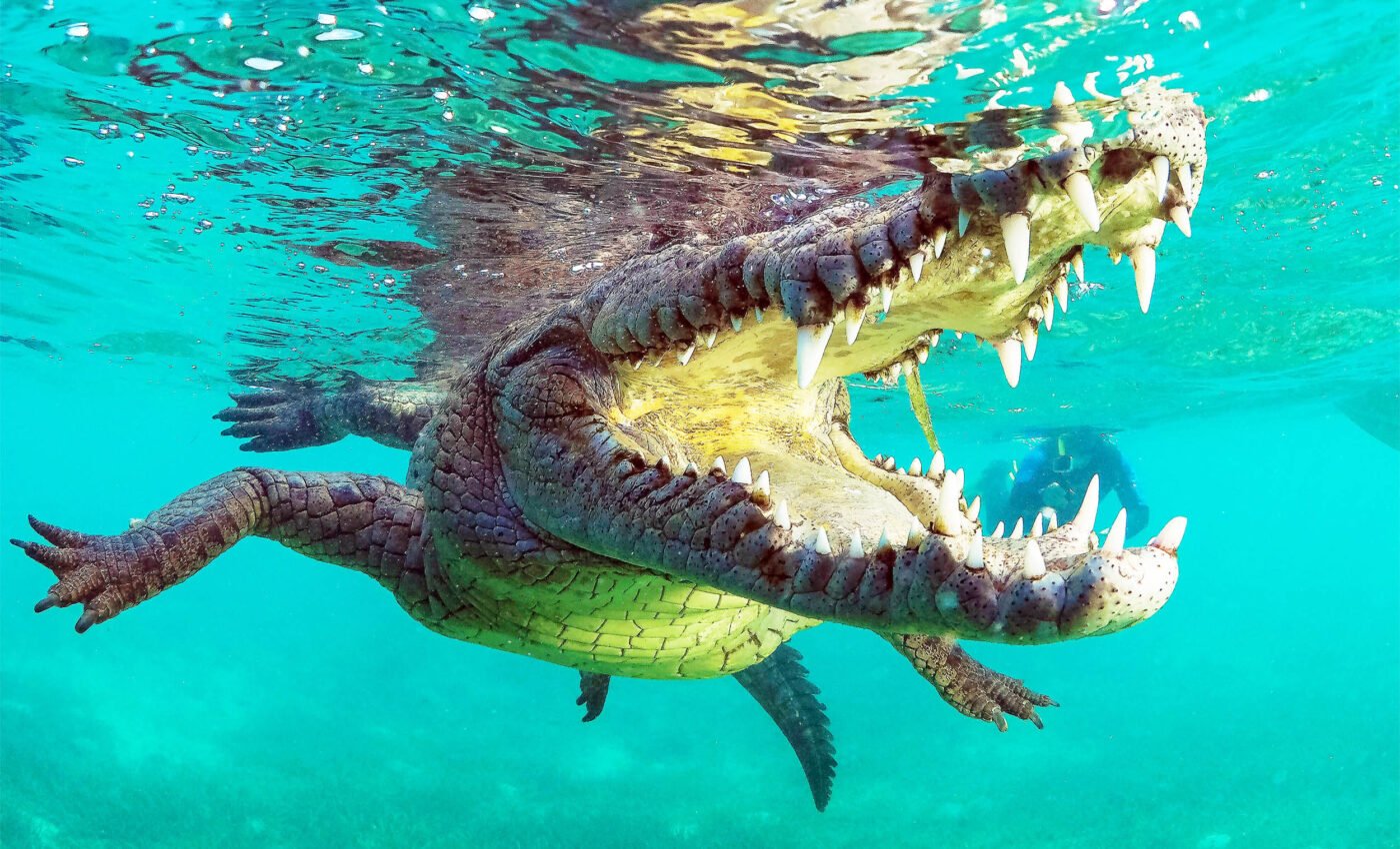 Crocodile family tree reveals 250 million years of crocodile evolution