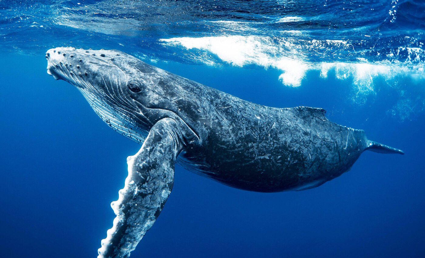 United Nations: Urgent need to protect migratory animal species