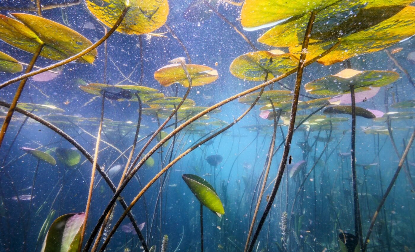 Ripple effects: Wildfires reshape aquatic ecosystems