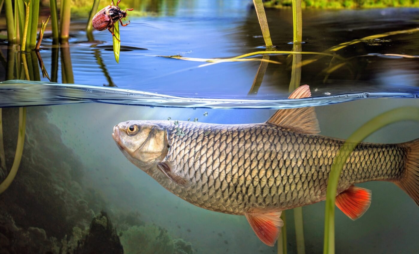 One quarter of freshwater fish species face extinction