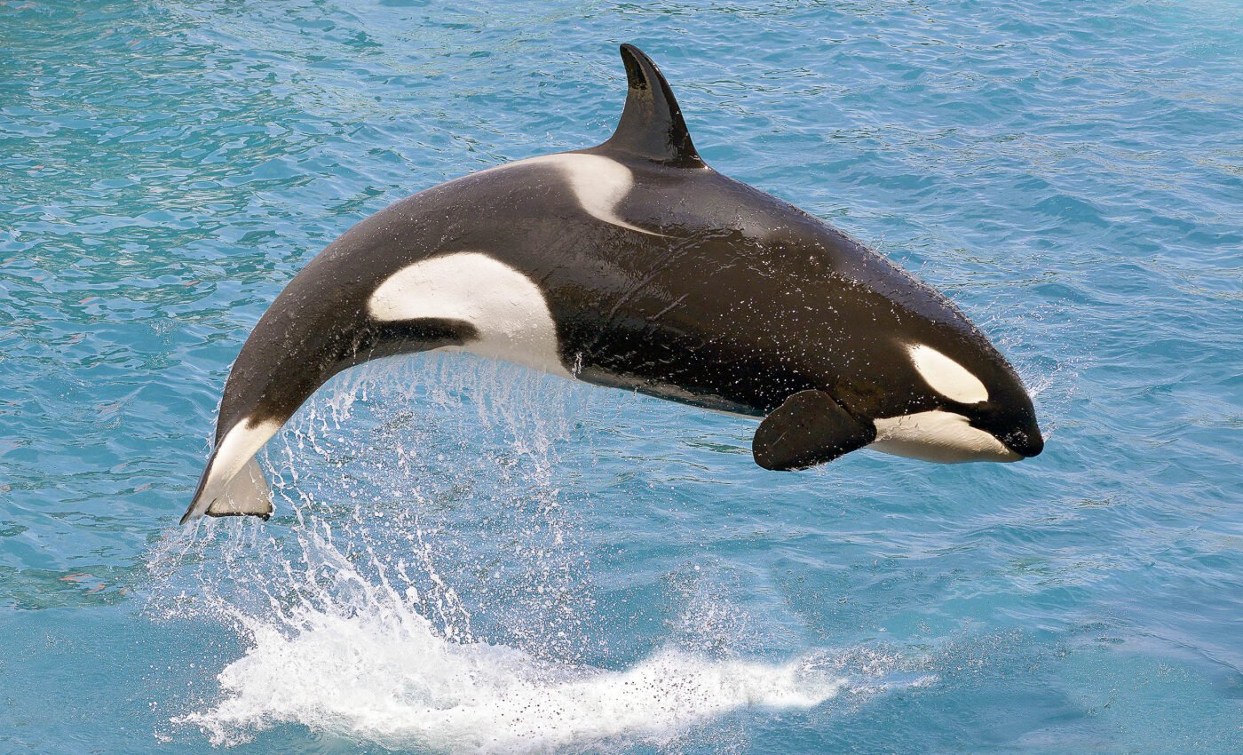 Toxins from oil spills and wildfires are found in killer whales and their offspring