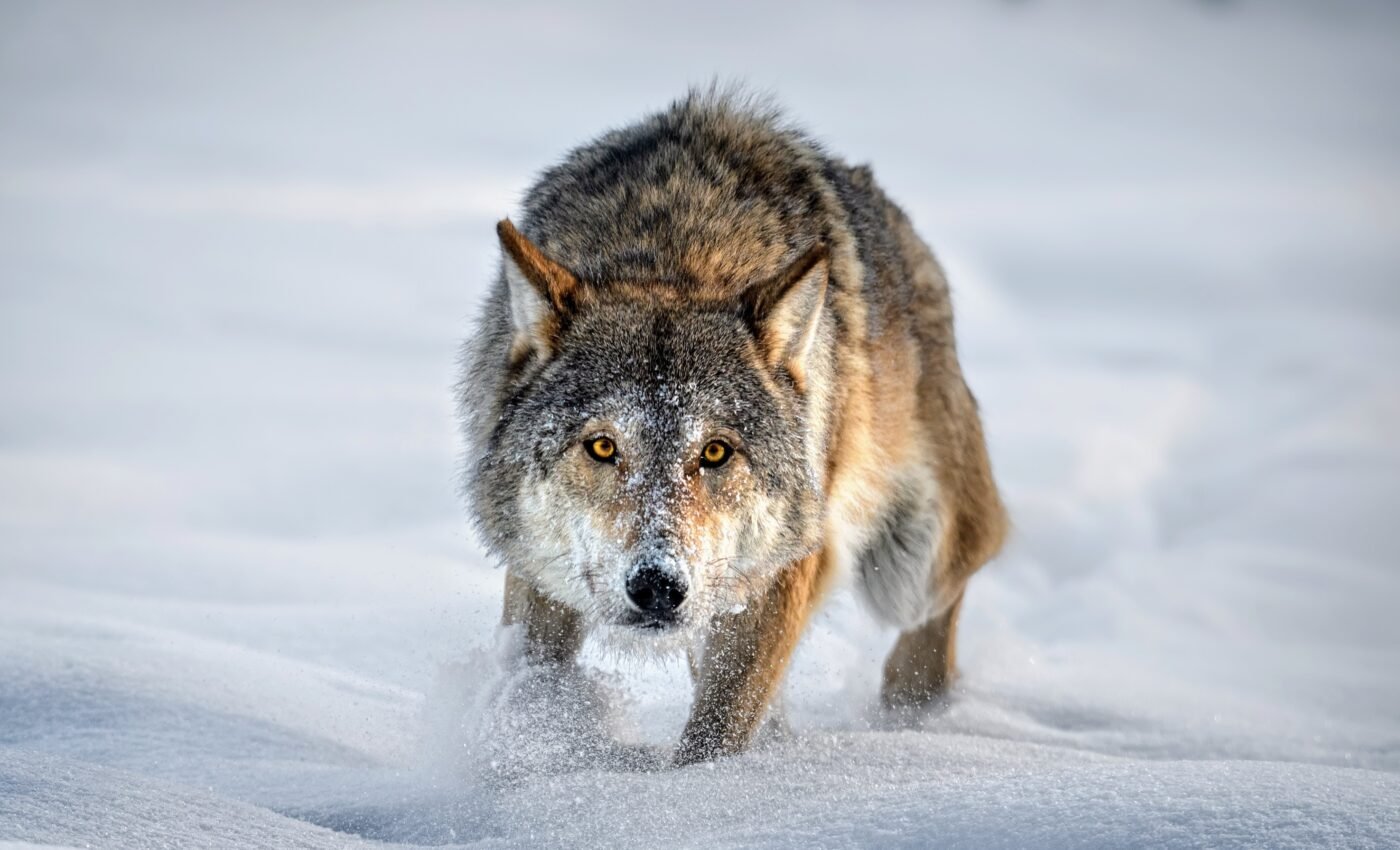Danger zones: Climate change is altering predator-prey dynamics