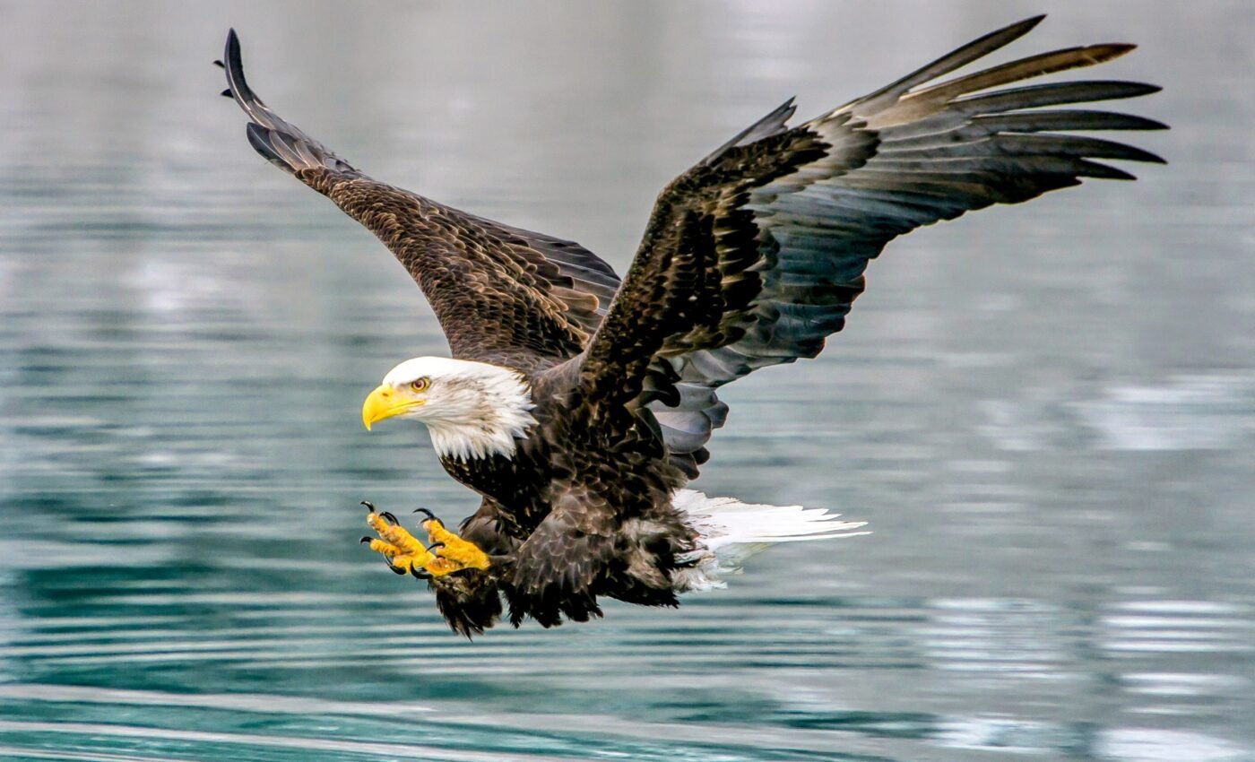 The Endangered Species Act turns 50 years old today
