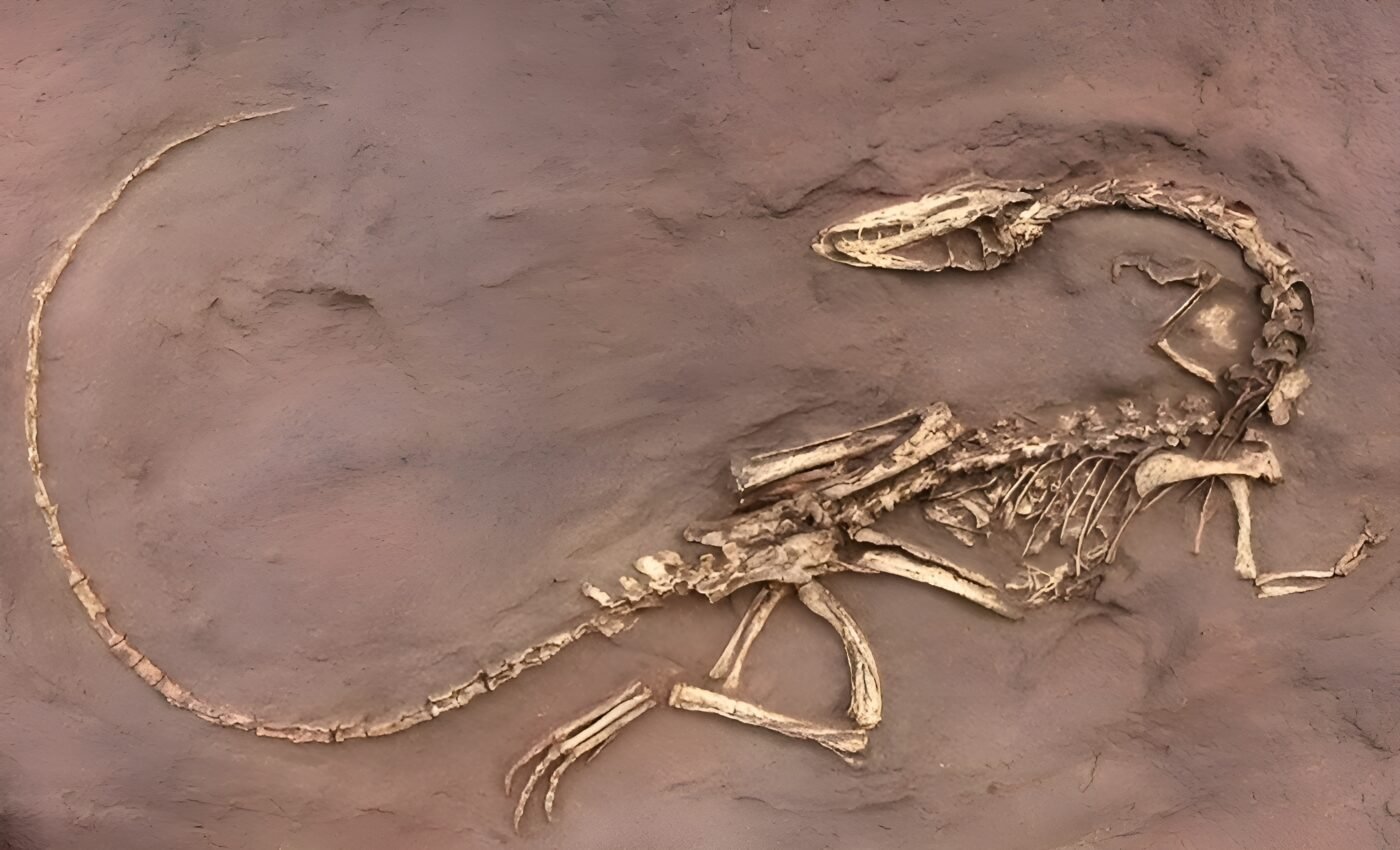 Mass extinction event shows how life responds to extreme changes