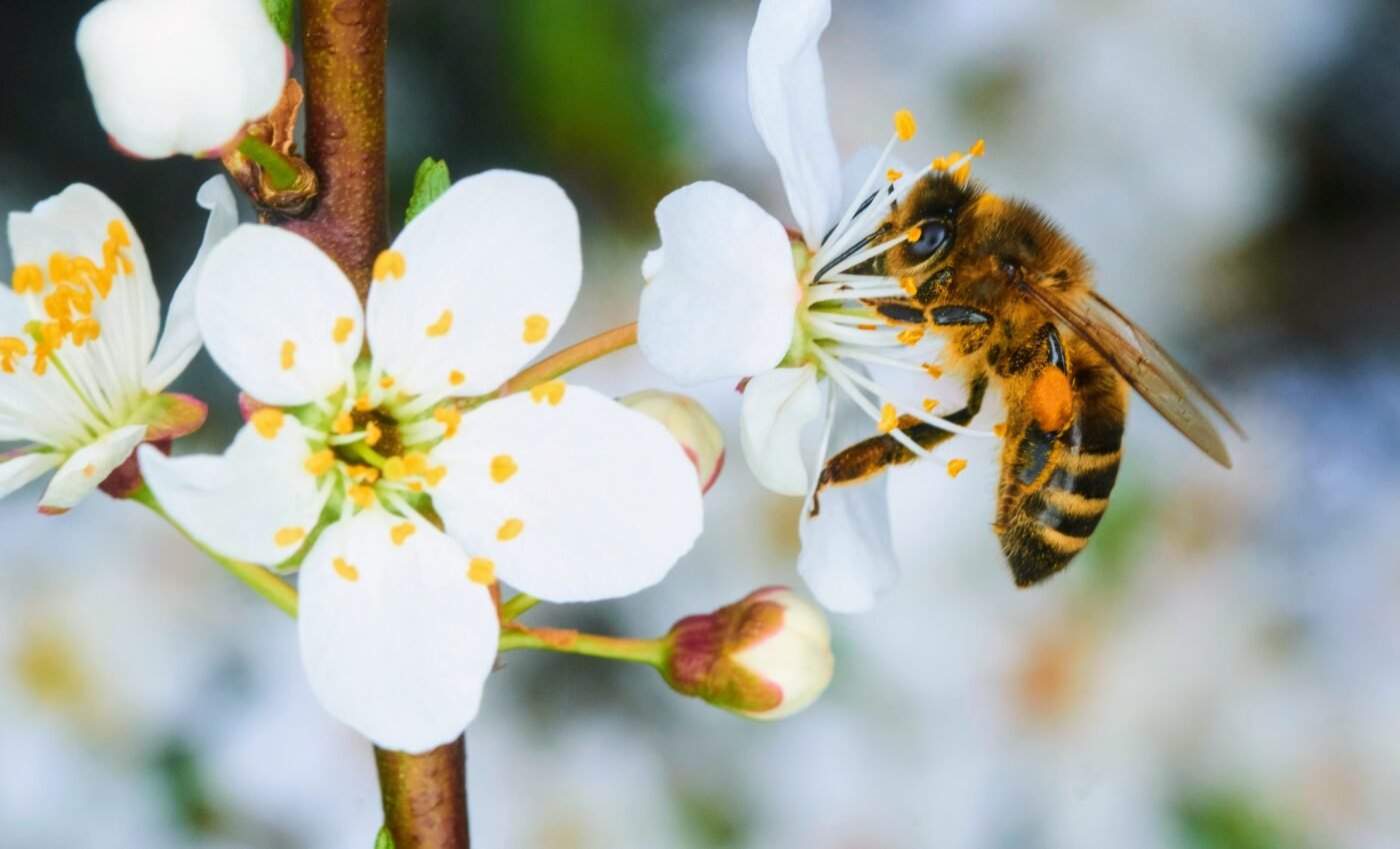 Bees are making less honey, and five decades of data reveals why