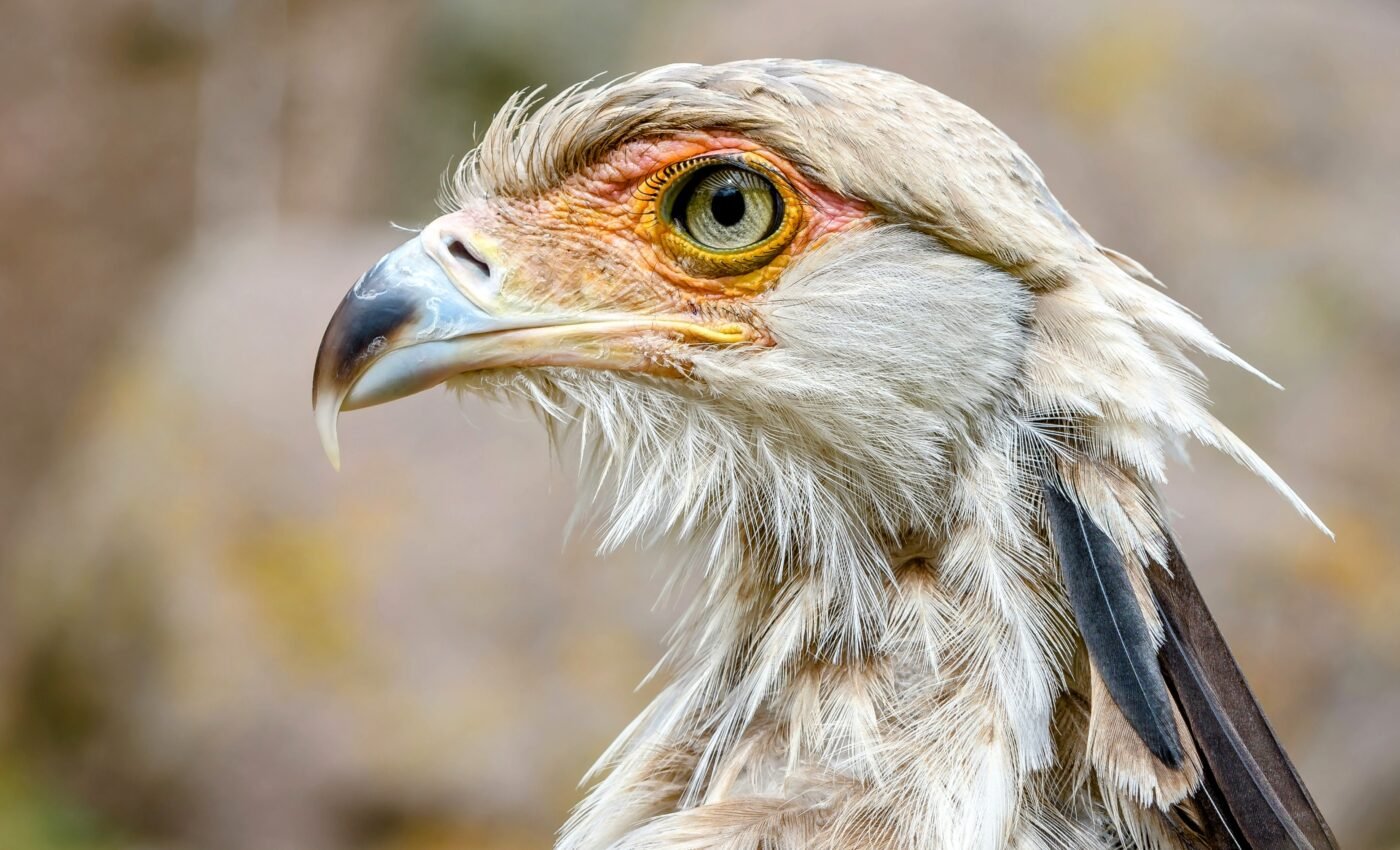 Alarming decline of African raptors linked to multiple pressures