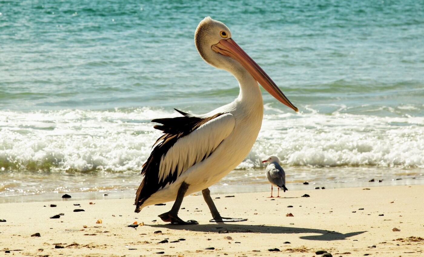 Shrinking shores: Beaches need protection from coastal squeeze