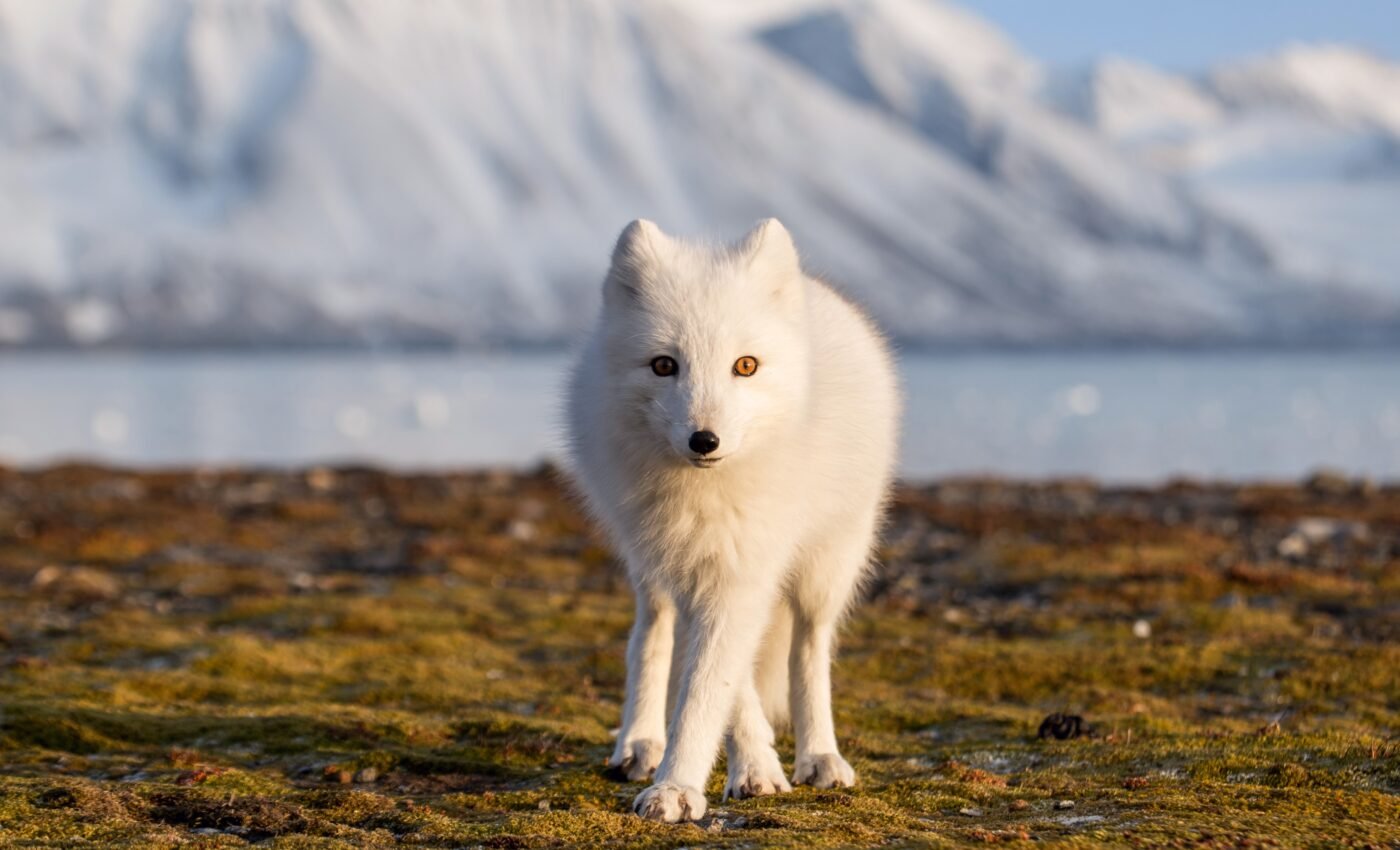 Study reveals new clues about rapid Arctic warming
