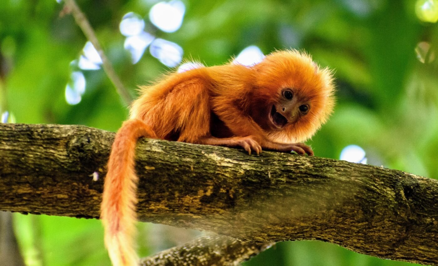 Alarming number of tree species threatened in the Atlantic Rainforest 