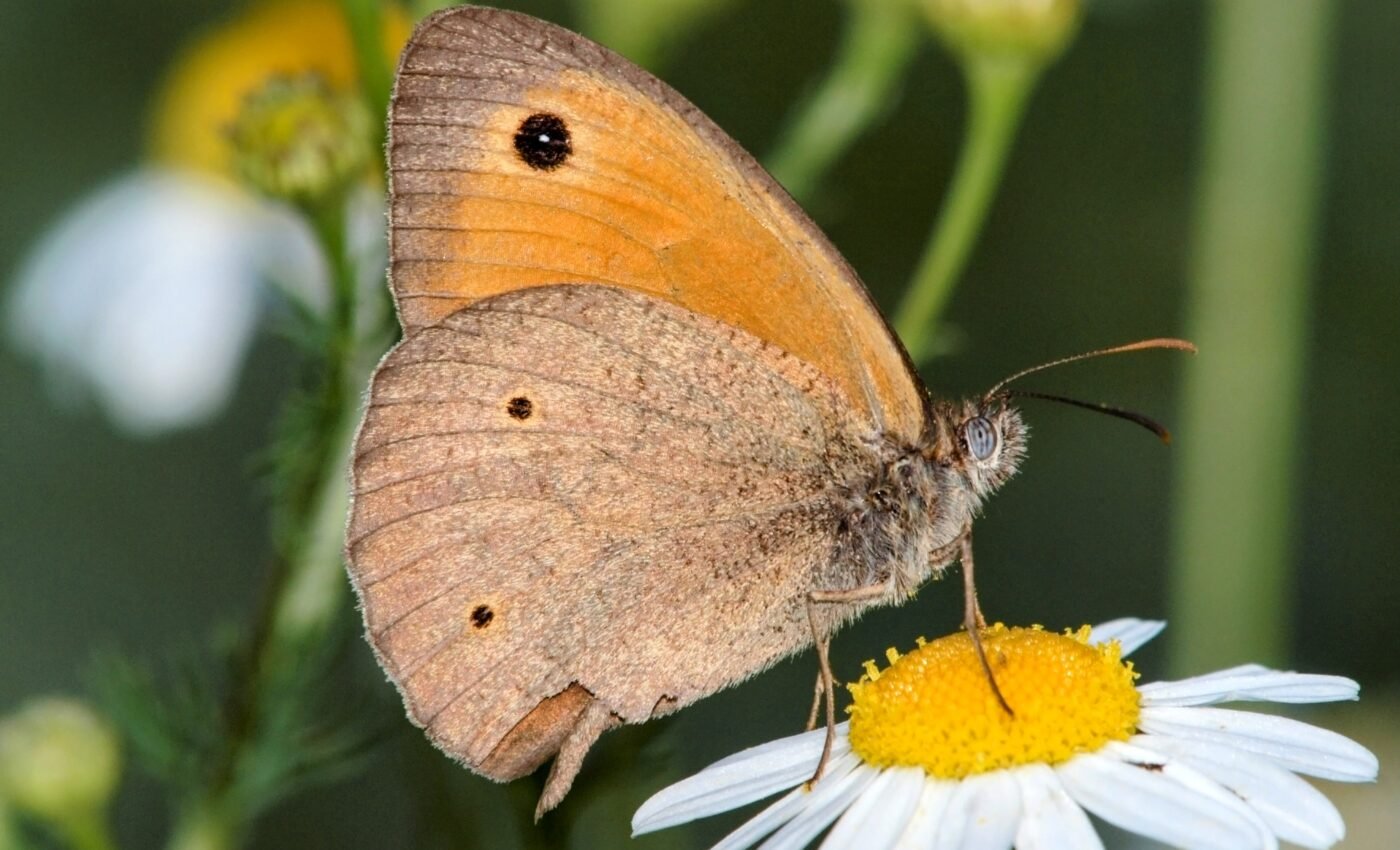 Meadow brown butterflies are losing their spots as temperatures rise