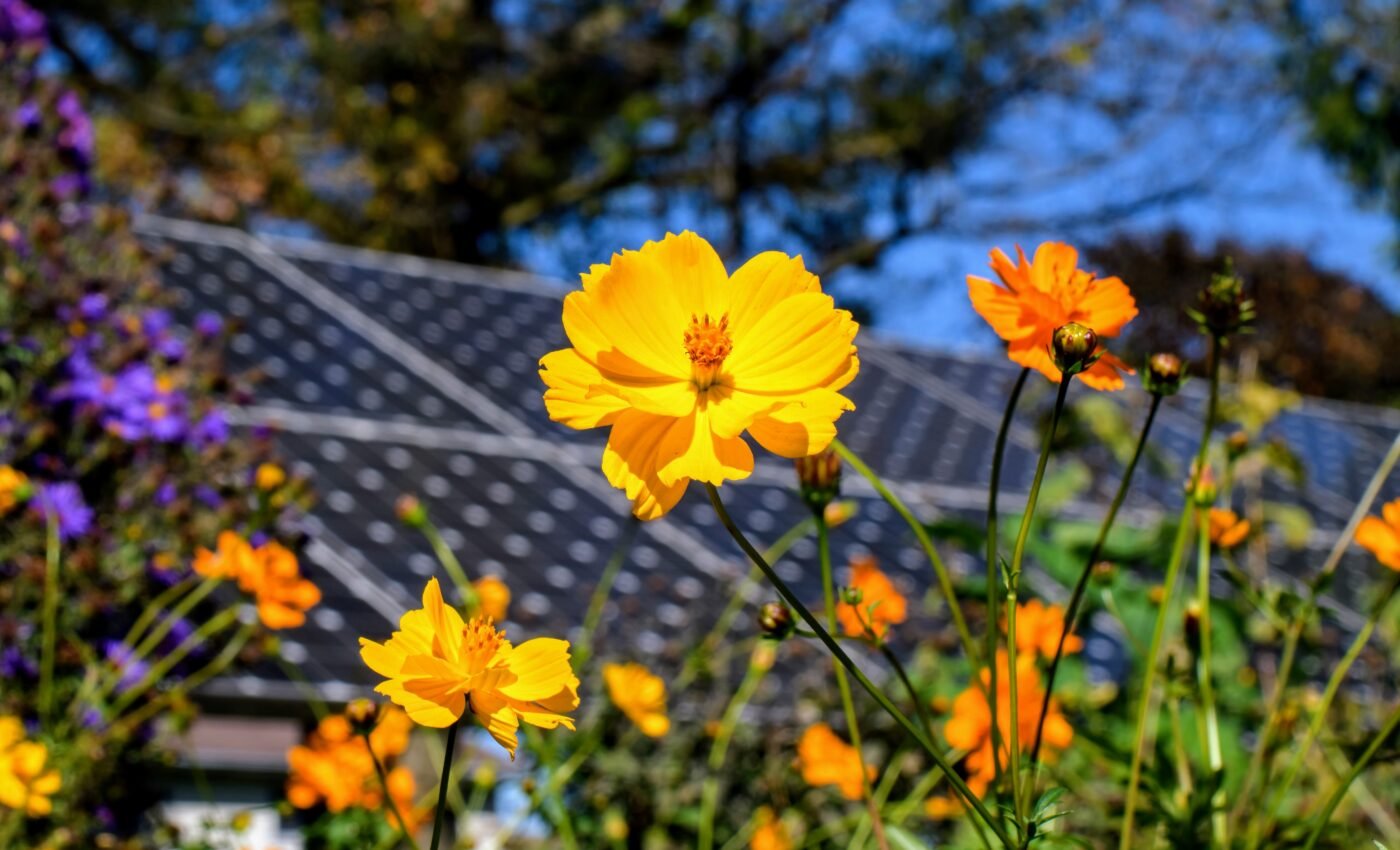 Insects thrive in restored habitats near solar energy facilities