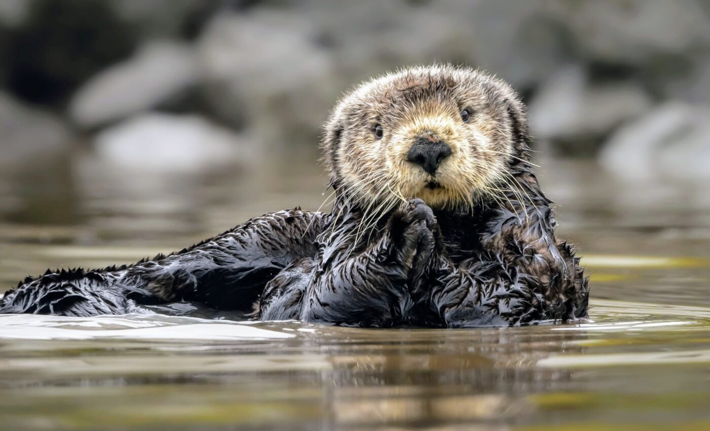 Sea otters have protected kelp forests for a century 