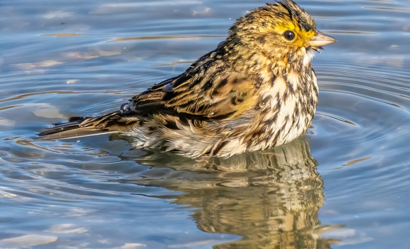 Savannah sparrows are losing their unique adaptations in the Bay Area 