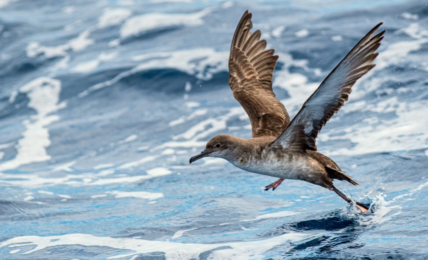Balearic shearwaters have a remarkable response to climate change