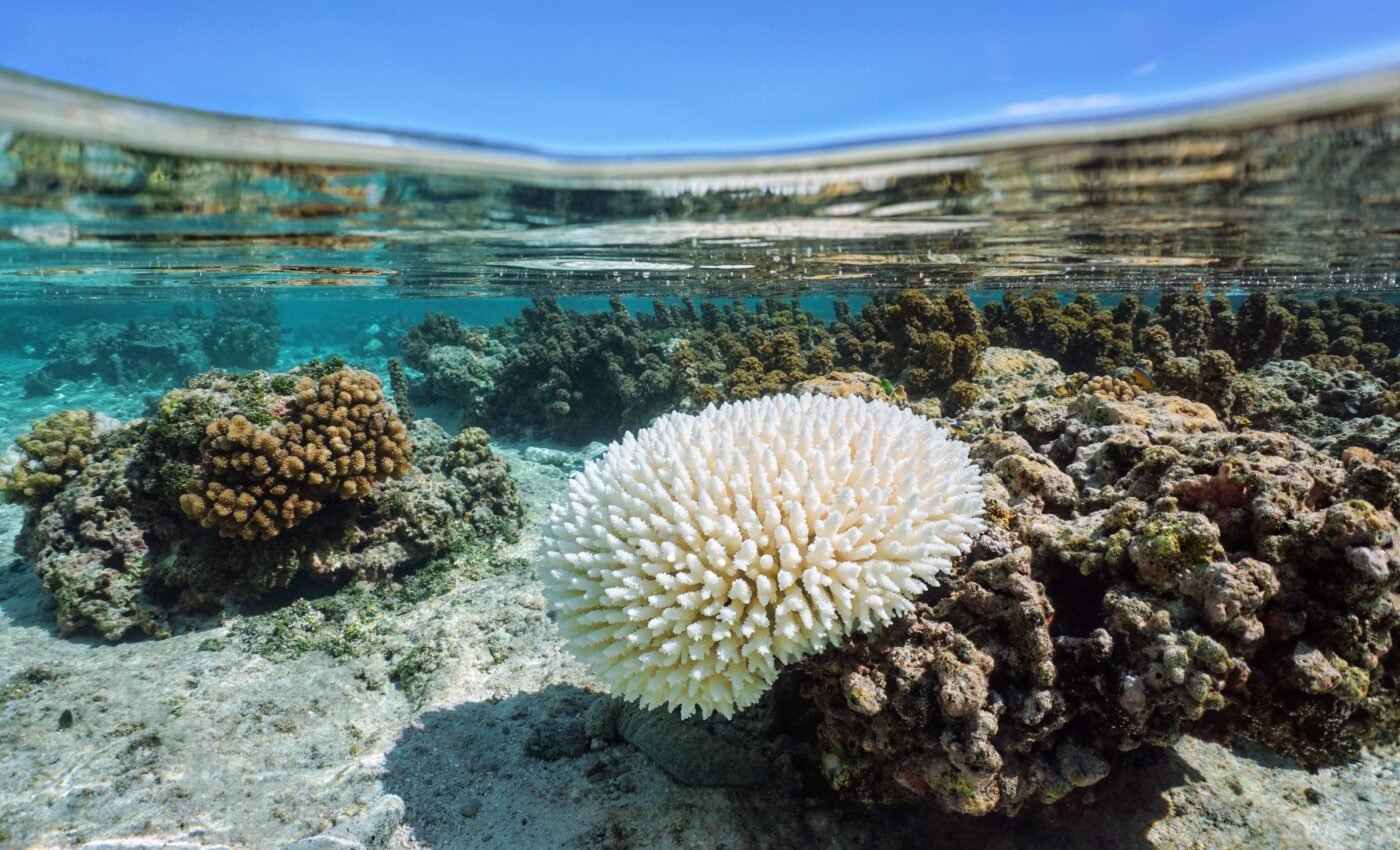 Extreme ocean heating signals alarm for a 3°C warmer world