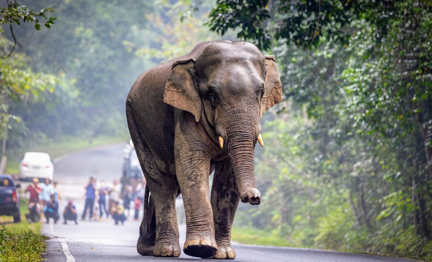 Human-elephant conflict will escalate with climate change 