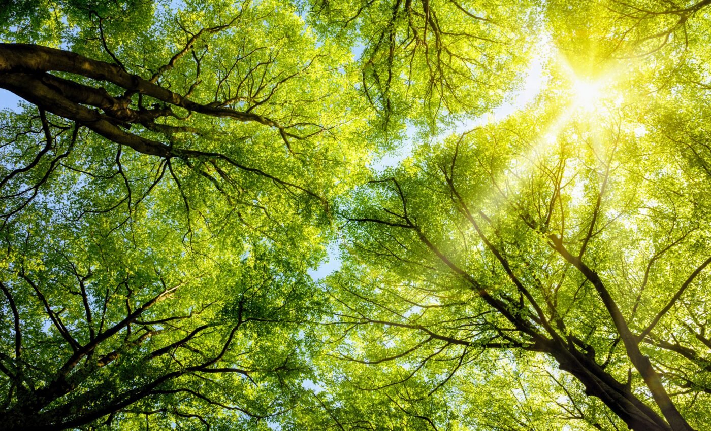 Complex canopies help forests recover from disturbances