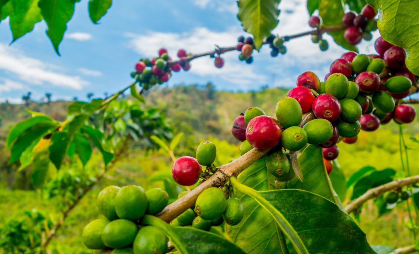 Coffee plants fight climate change with a genetic weapon