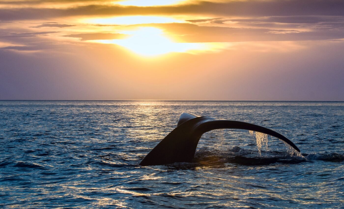 Bowhead whales have changed their migration patterns