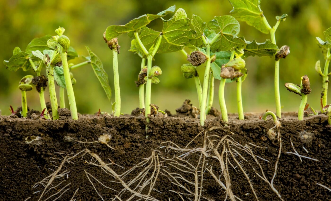 Plants change their roots to survive harsh conditions 