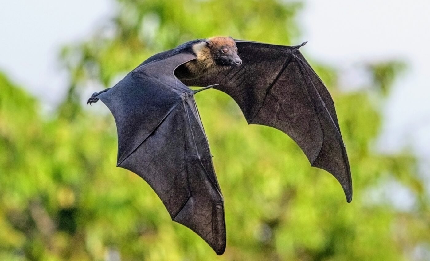 Climate change is waking bats up from hibernation too early