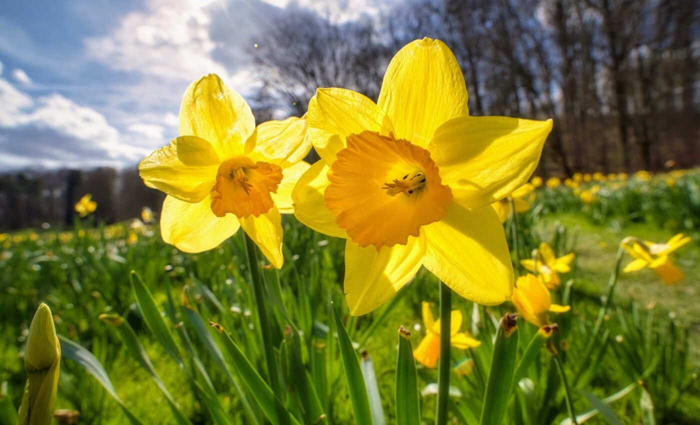 Early spring follows the hottest February on record