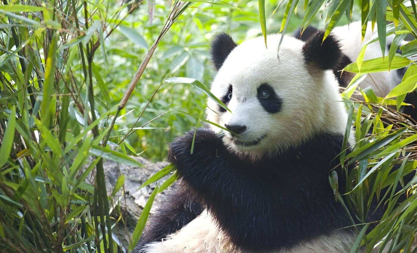 National Panda Day 2024: Recognizing the beauty and fragility of the giant panda 