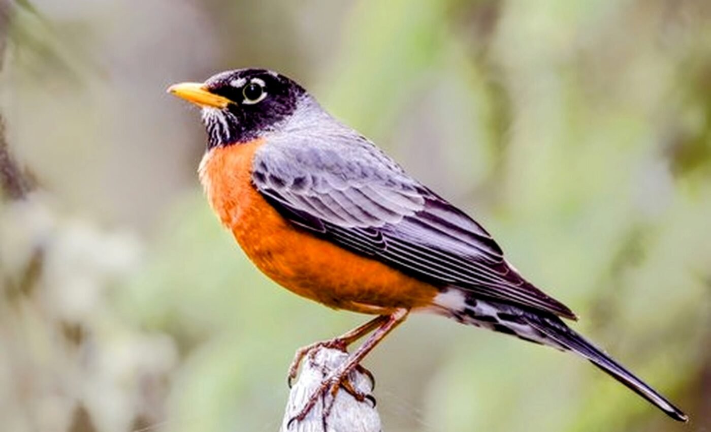 Thousands of animal species will soon vanish from cities