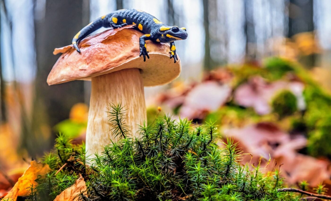 What are the biggest drivers of biodiversity loss?