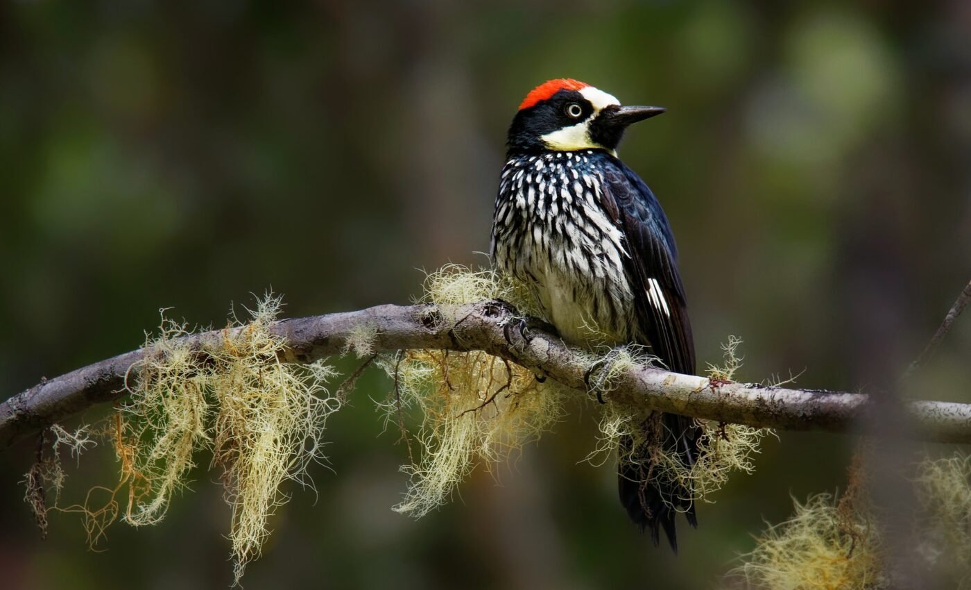 Birdwatching can significantly improve students' mental health