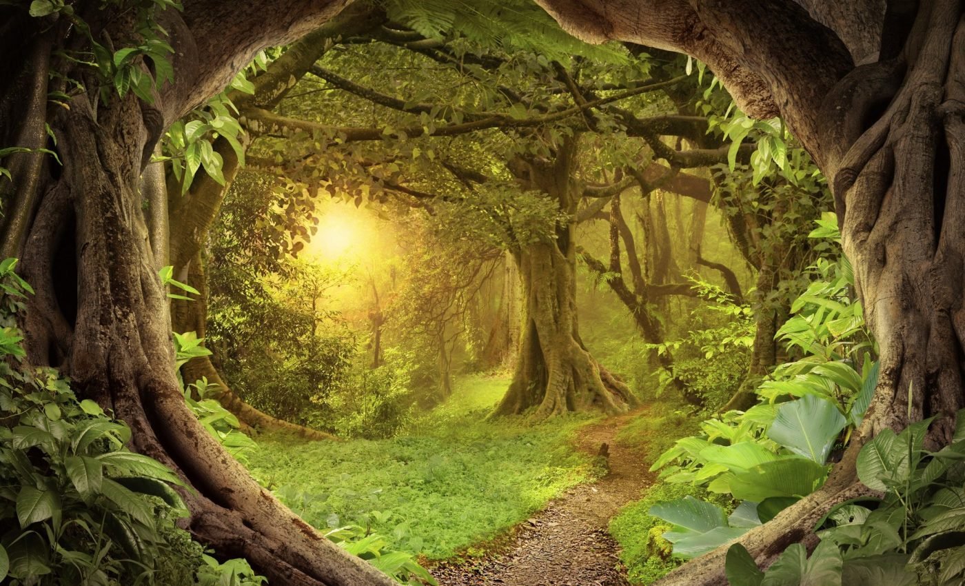 Tropical forests have strategies to survive in nutrient-poor soils