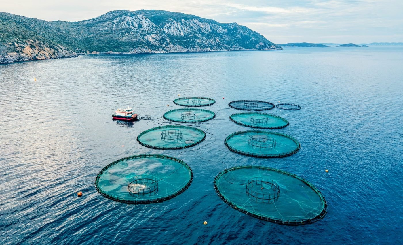 Aquaculture now produces more food than wild fishing