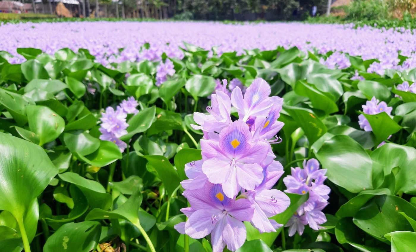 Tapping into the natural power of plants for renewable energy