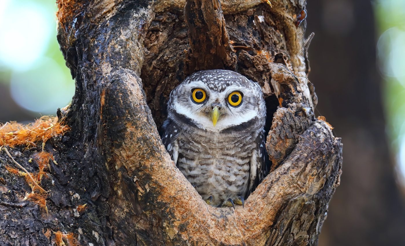 Most species are shifting their habitats due to climate change