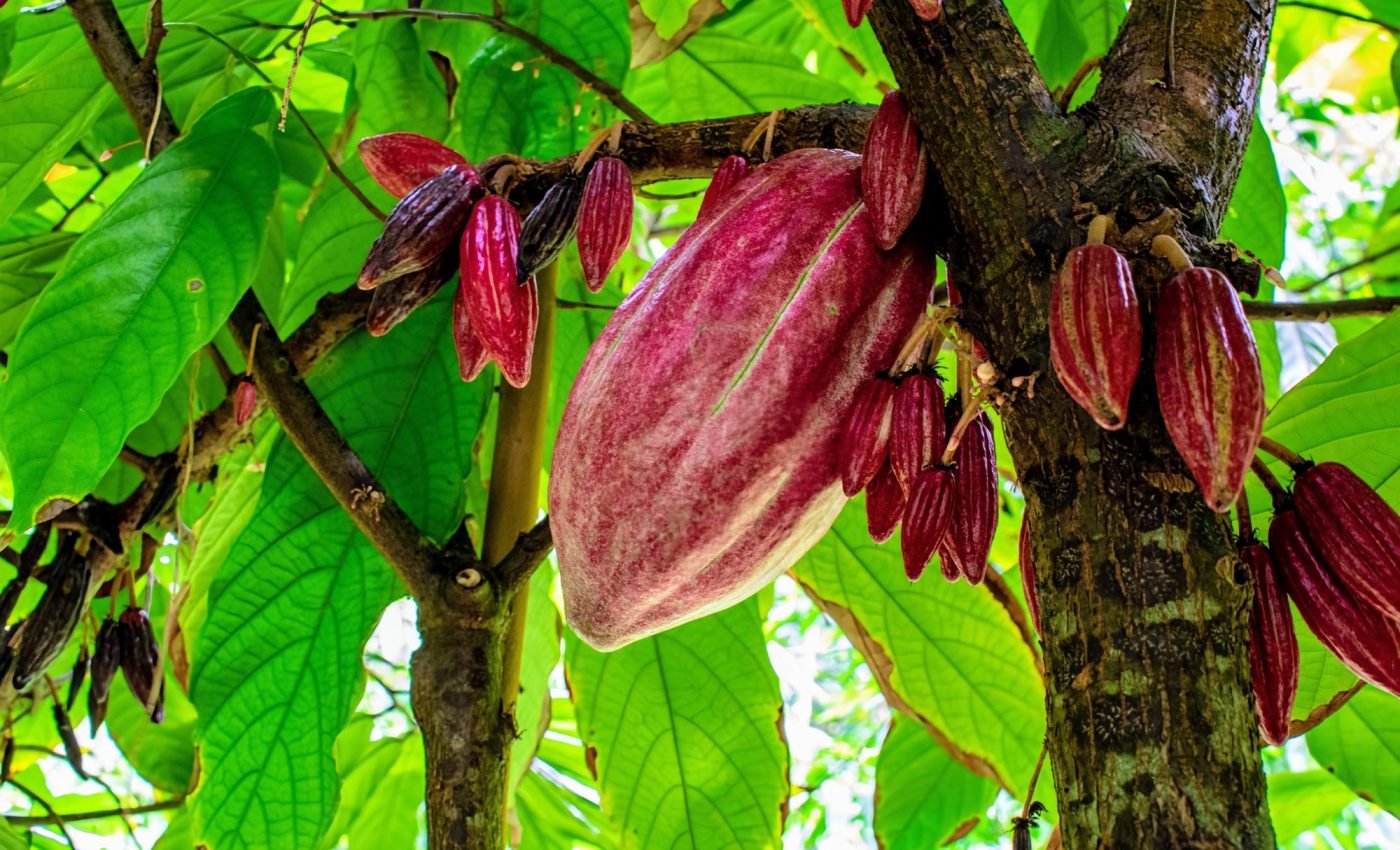 New discovery will help 'climate-proof' chocolate