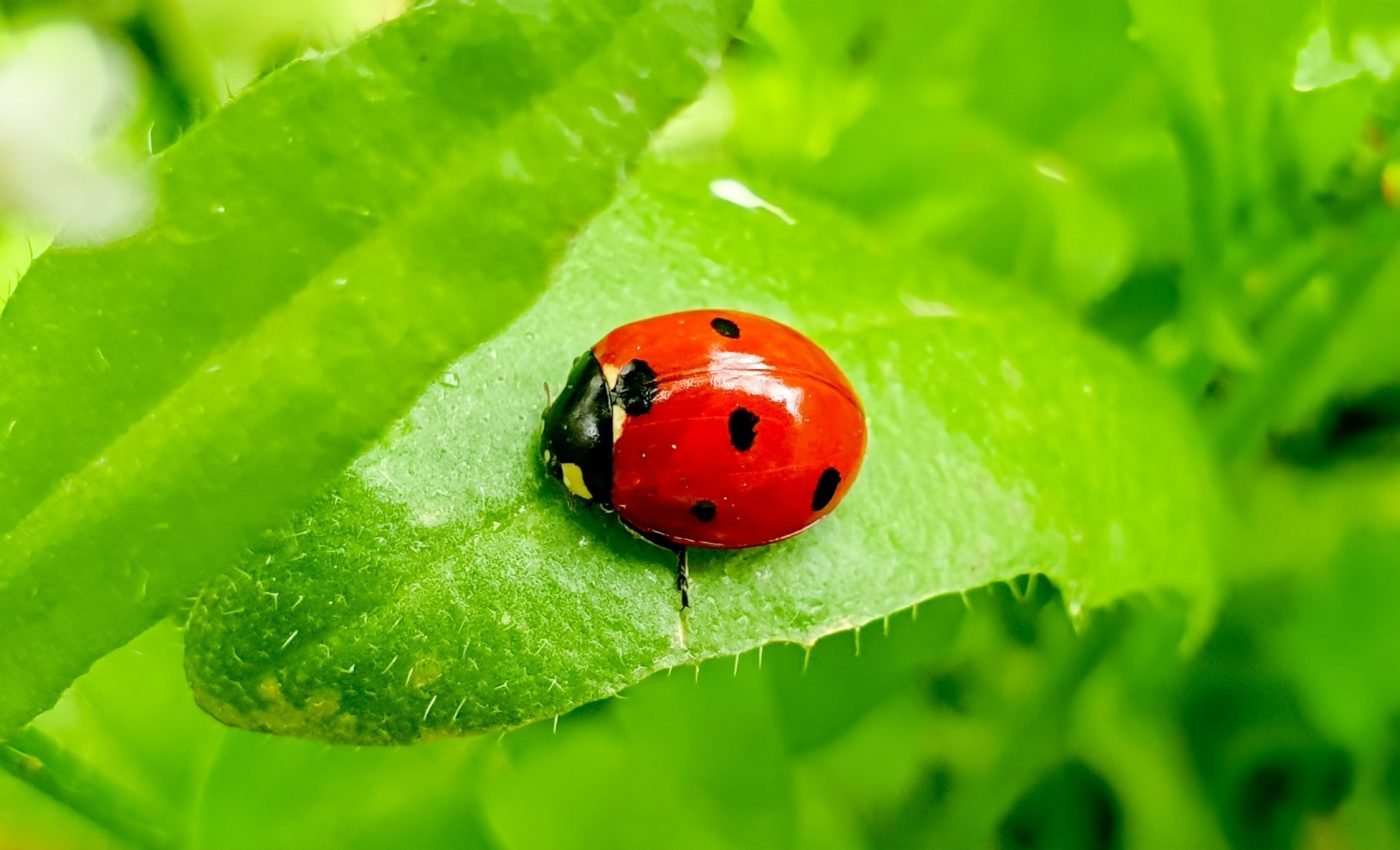 Ladybugs are essential for keeping gardens healthy