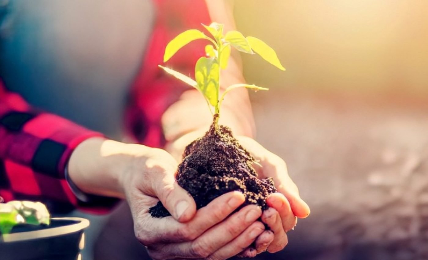 Smart soil can absorb water from the air and feed itself