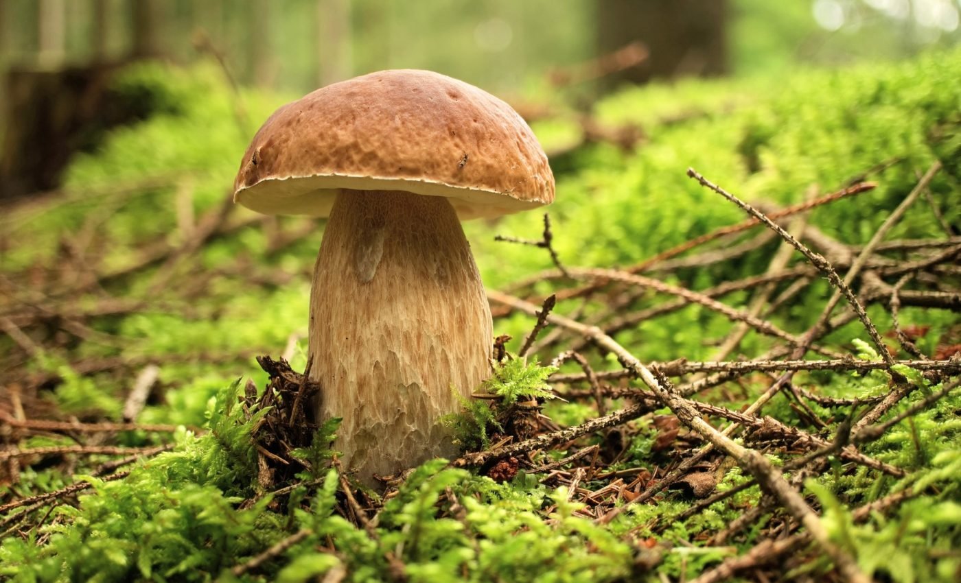 Forests help reduce food insecurity in rural communities