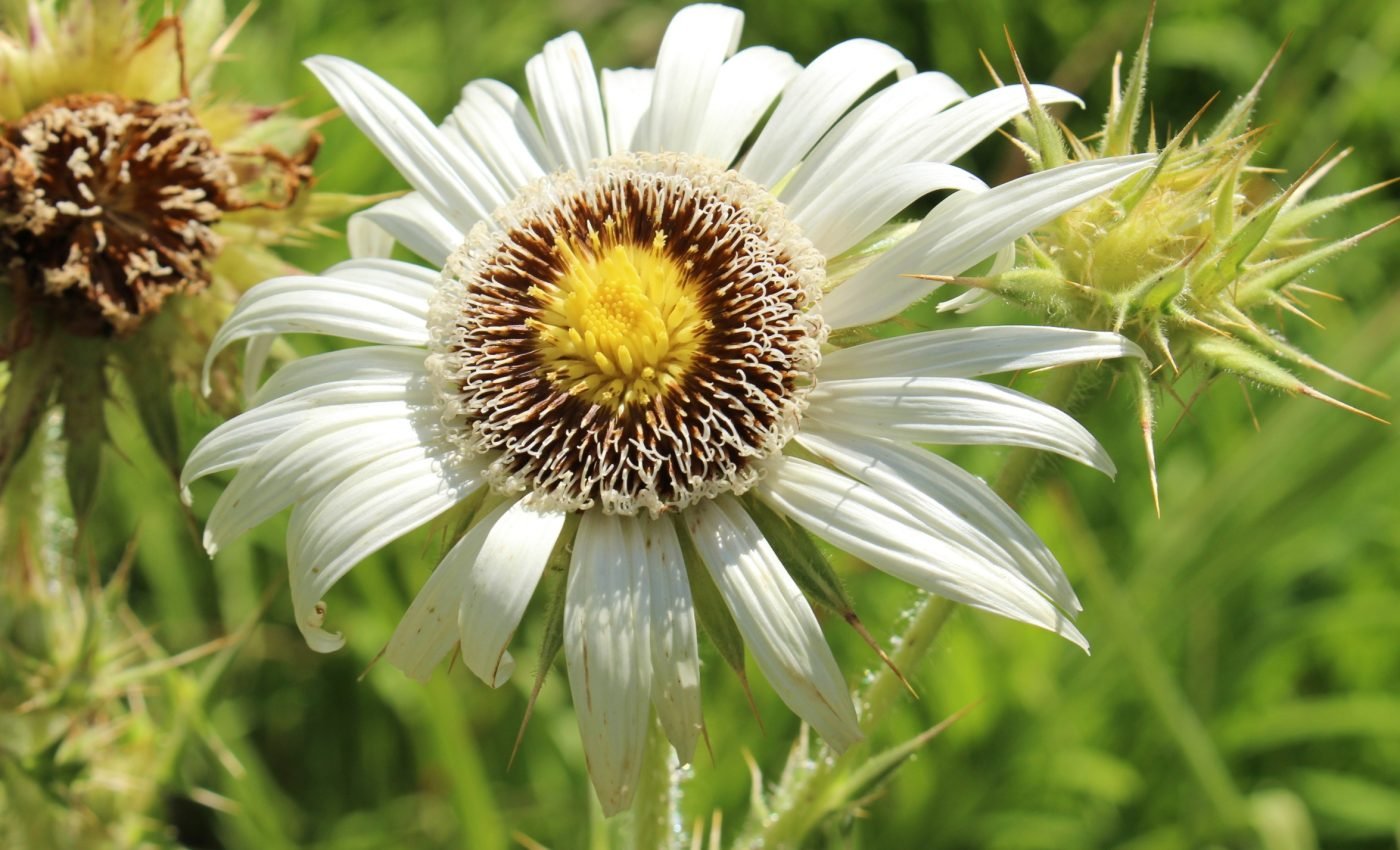 Some plants can absorb and neutralize plastic pollution