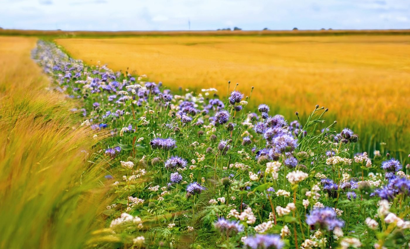 Organic farming and flower strips improve honey bee health