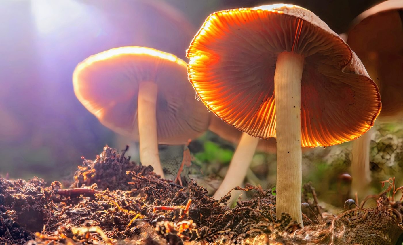Confirmed: Magic mushrooms can effectively treat depression