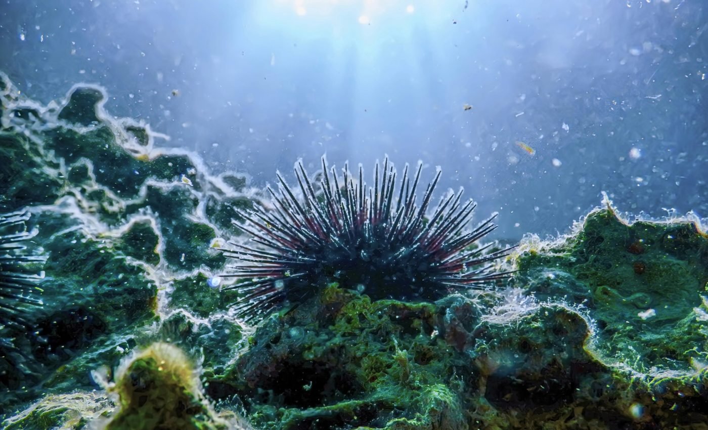 What caused marine mass extinctions millions of years ago?