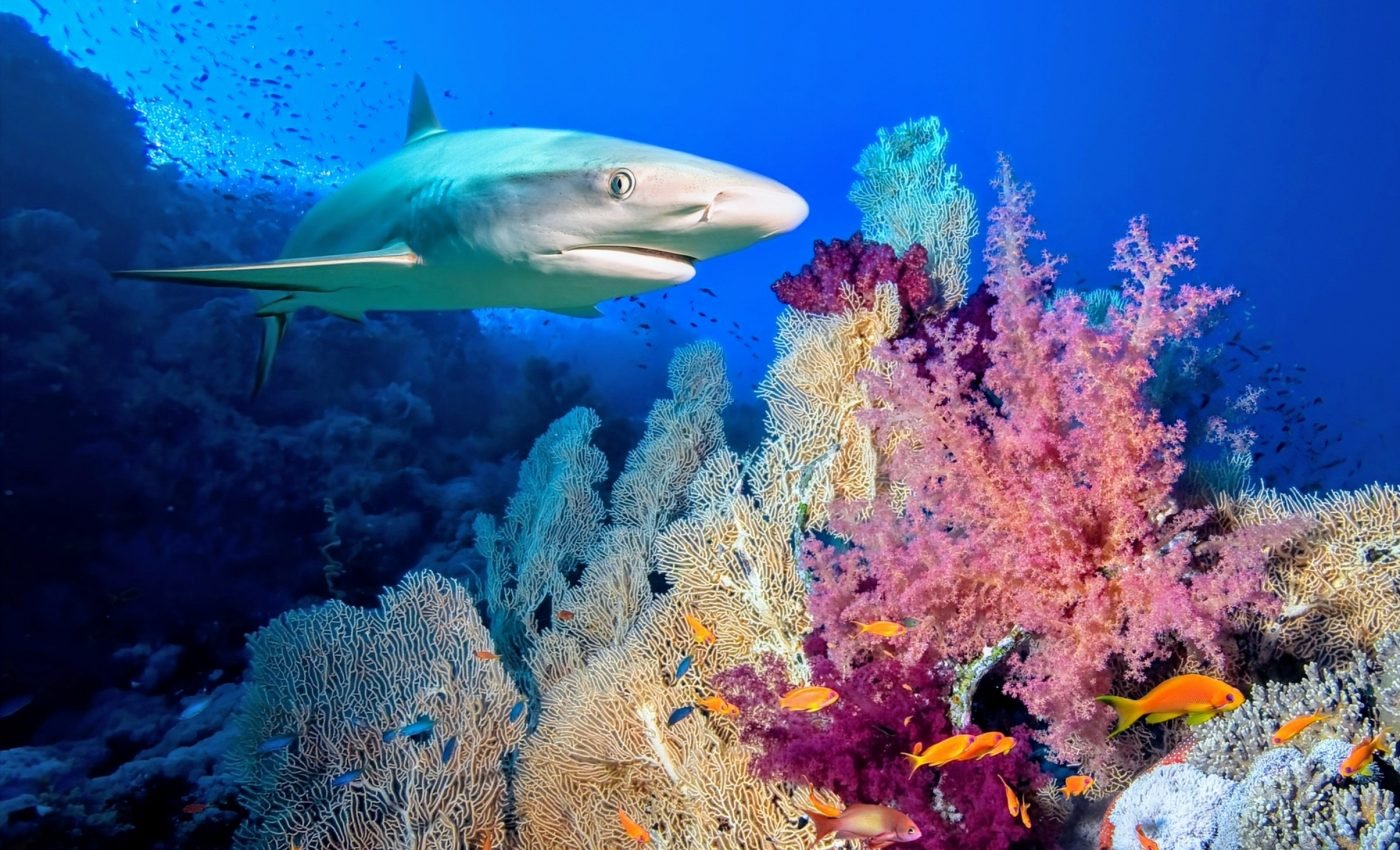 Reef sharks are abandoning their homes due to ocean warming