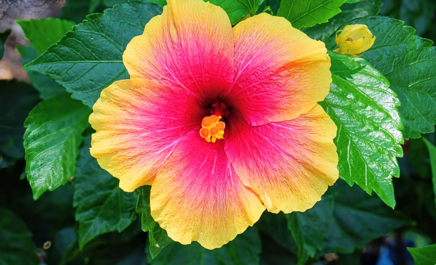Bees prefer flowers with large bullseyes