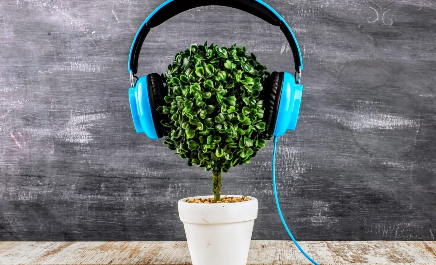 Can music help plants grow? 