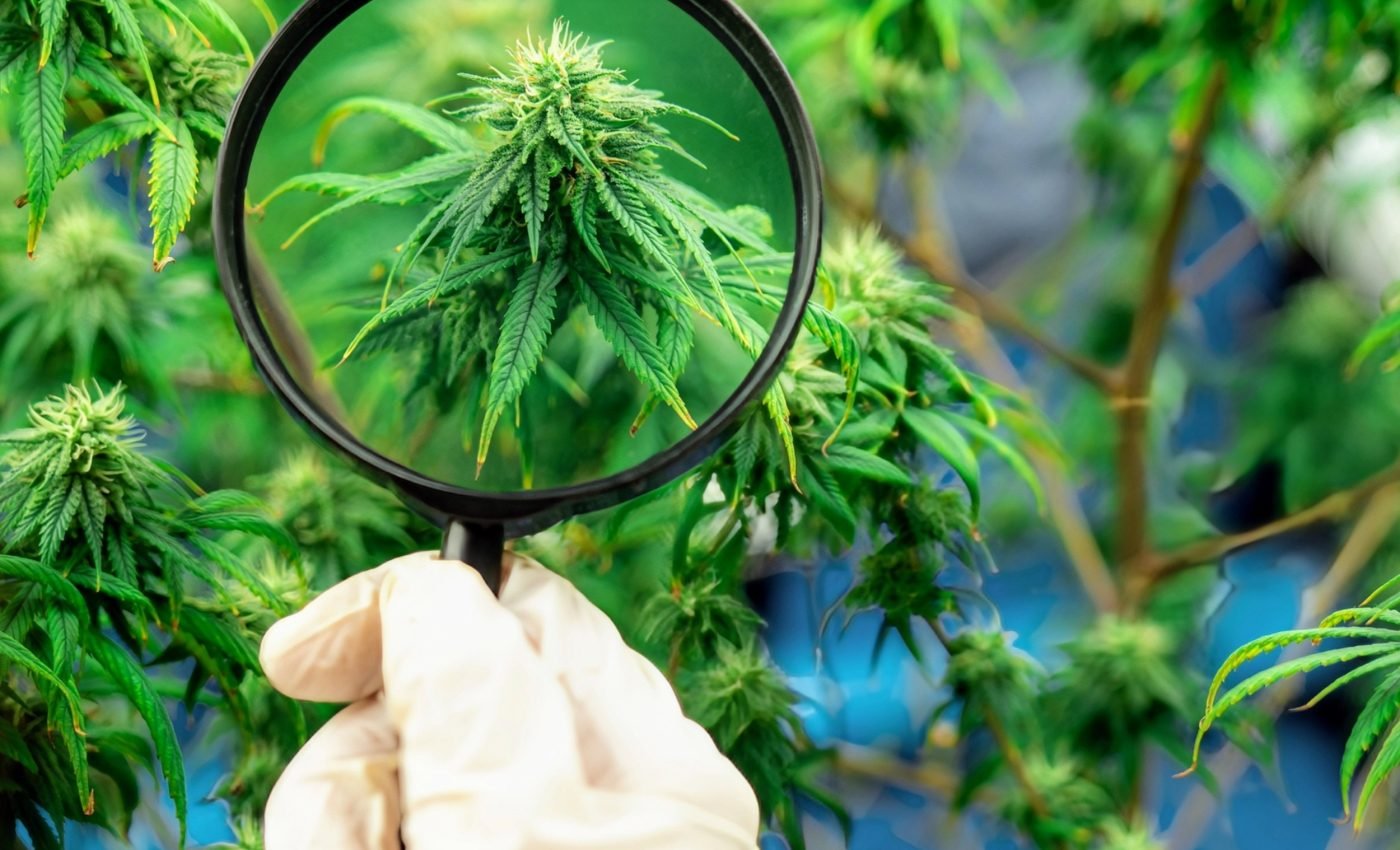 Synthetic cannabis reduces agitation in Alzheimer’s patients