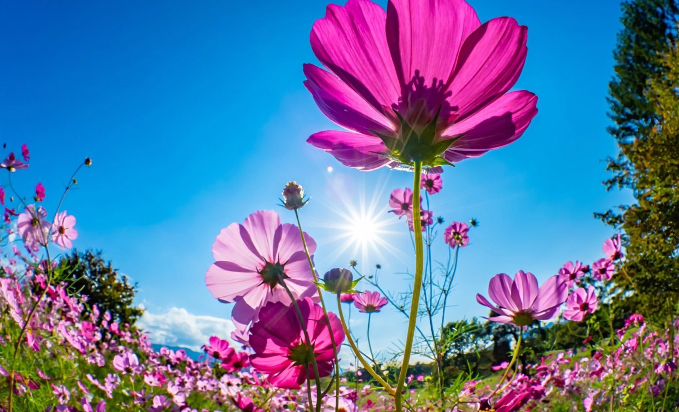 Plants have a secret 'breathing' strategy in response to heat
