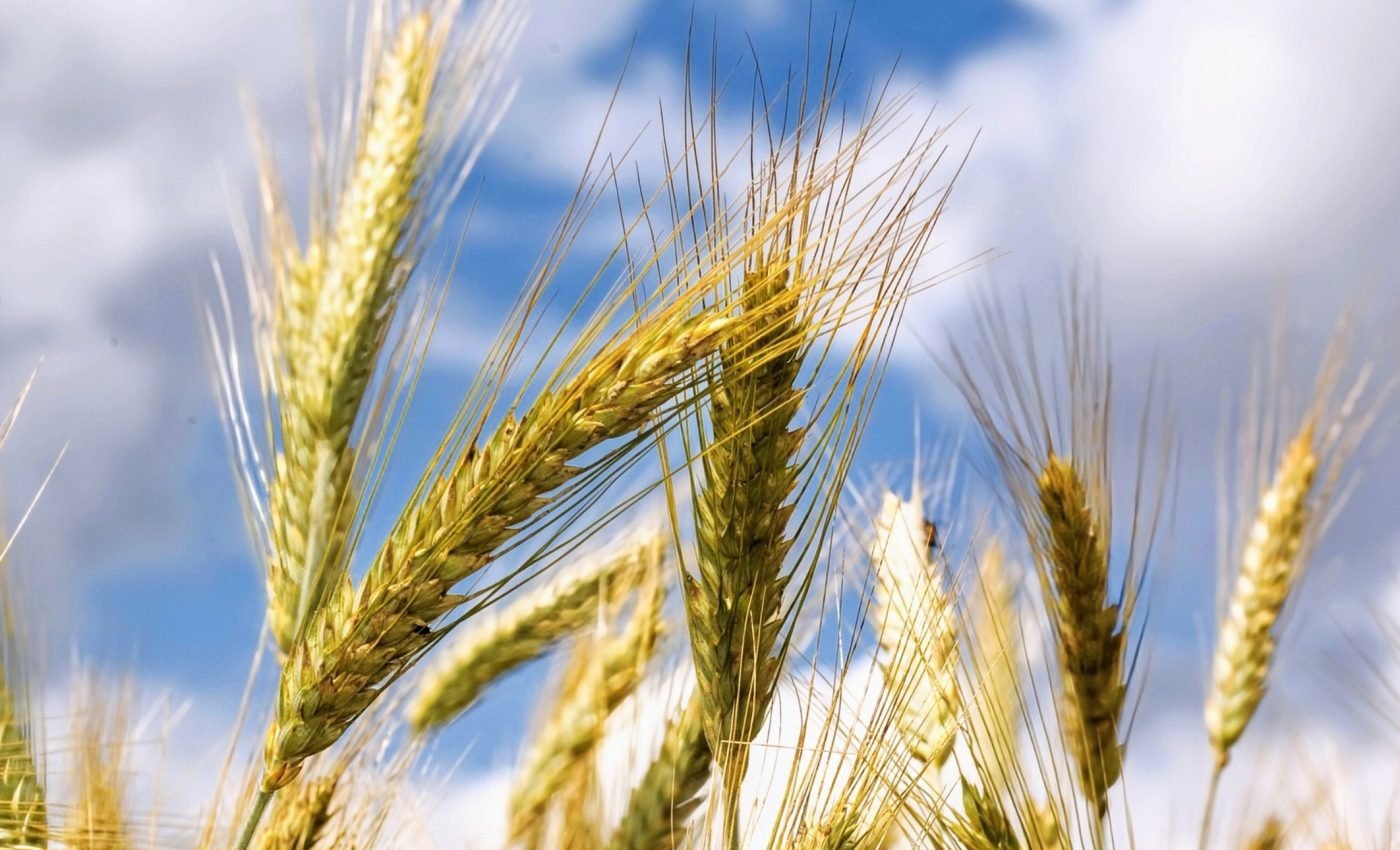 Plants have a secret weapon for surviving stress