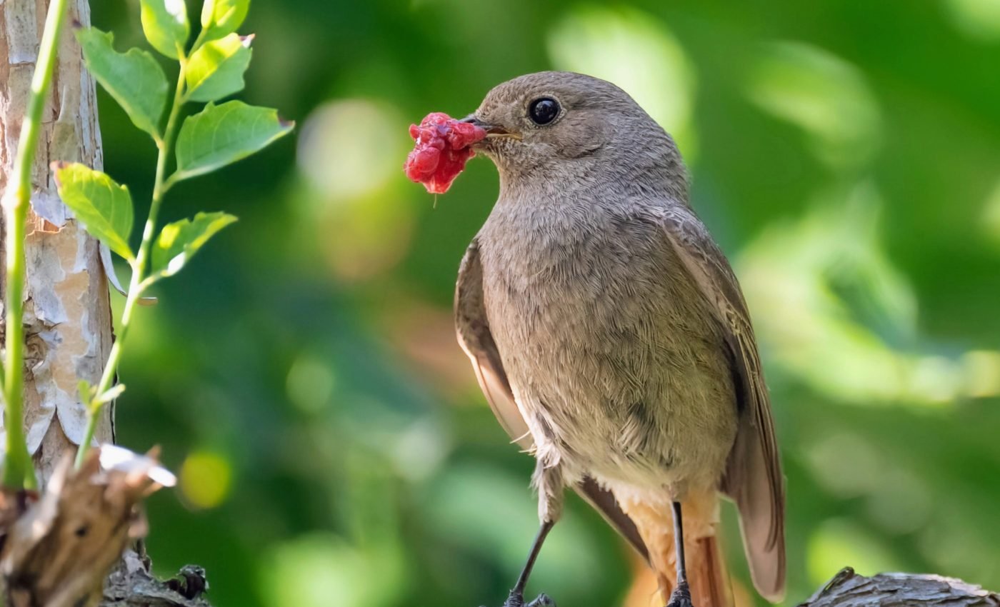 One third of Europe's plants at risk due to decline in seed dispersers