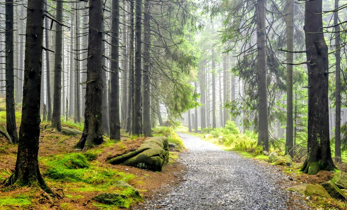 Forests face rising damage risks as their diversity dwindles